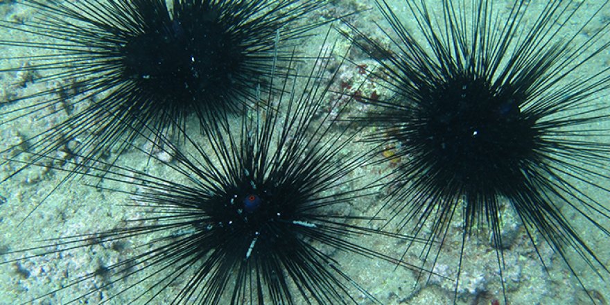 Uzmanı zehirli deniz kestanelerine karşı uyarılarda bulundu