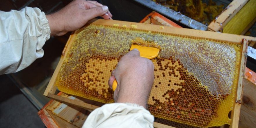 Afyonkarahisar'da doğal balların sağım işlemi sürüyor