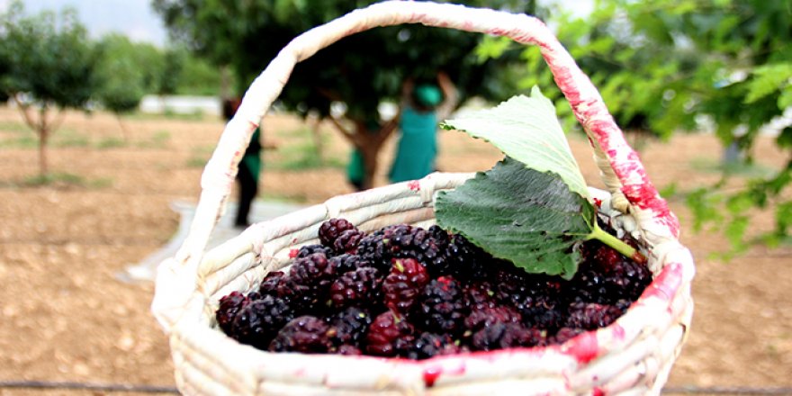 Urmu dut pekmezi bir çok hastalığın şifa kaynağı