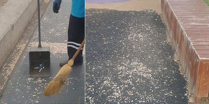 Samsun'da sahilden her gün 200 kilogram çekirdek kabuğu toplanıyor