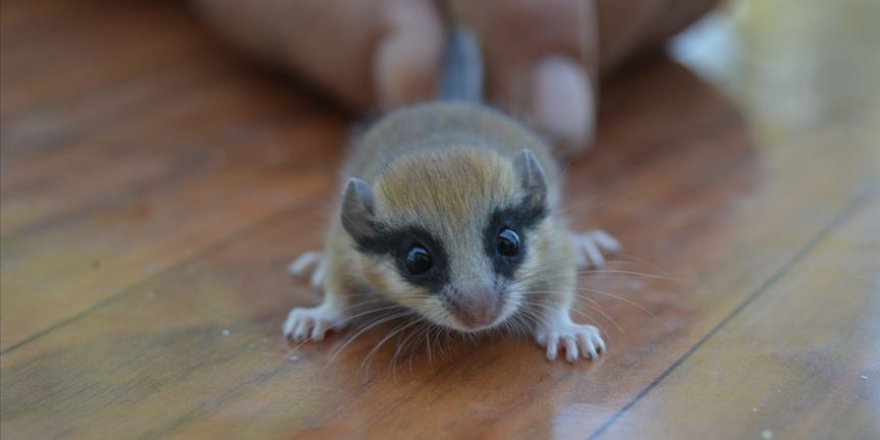 Nesli tehlike altında olan ağaç yediuyuru Afyonkarahisar'da görüldü