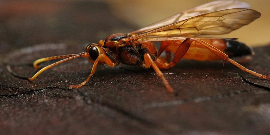 Cep telefonu dalgaları böcek ölümlerini artırıyor