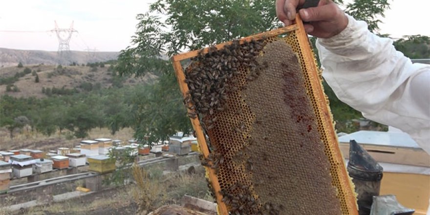 Her derde deva 10 çeşit bitkiden elde edilen balın kilosu 100 lira