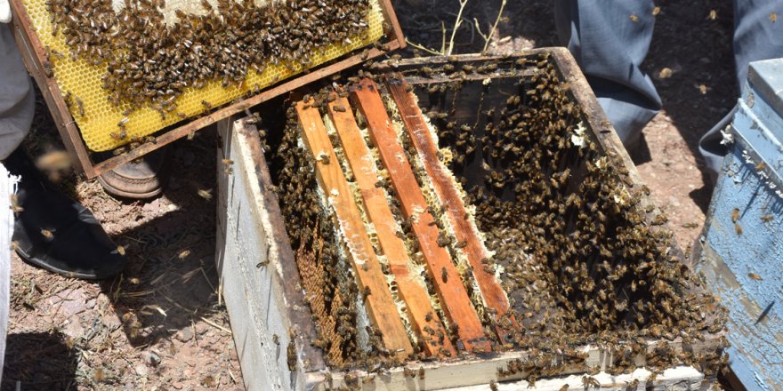 Adıyaman'da yerli bal arıları artırılacak