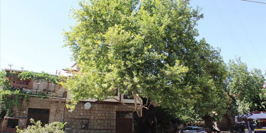 6 asırlık hasta çınar ağacı tedavi edildi