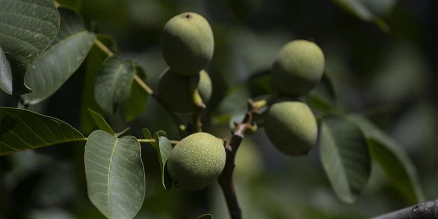Ceviz ve badem ağaçlarından verim çağında 435 milyon lira gelir bekleniyor.