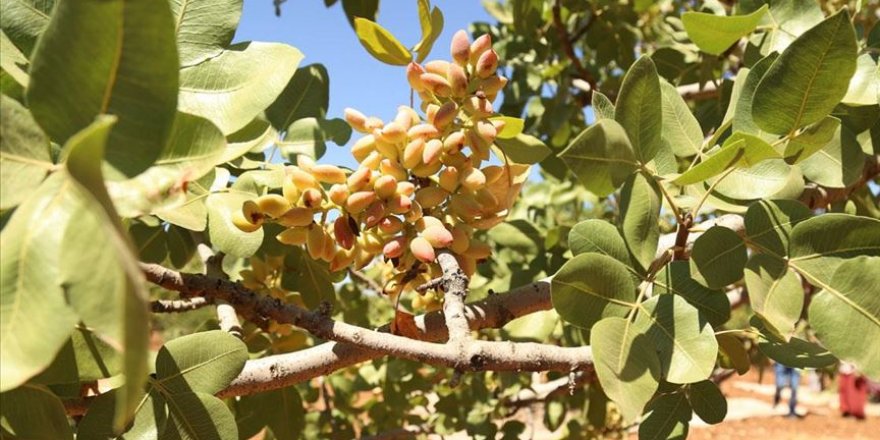Güneydoğu'da "yeşil altın" hasadı başladı