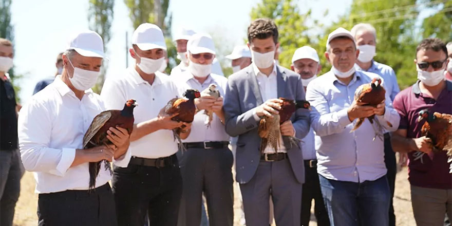 Keneden kurtulmanın çaresi keklik ve sülünde bulundu
