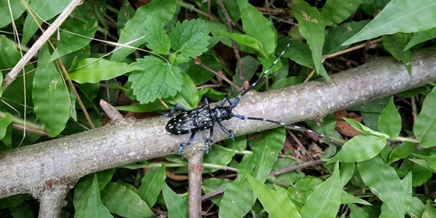 Huzura kavuşan dağlarda böceklerin izini süren akademisyen yeni türler tespit ediyor