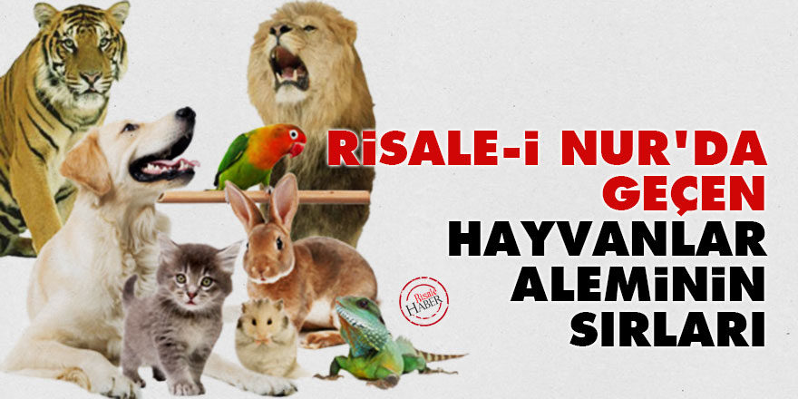 Risale-i Nur'da geçen hayvanlar aleminin sırları