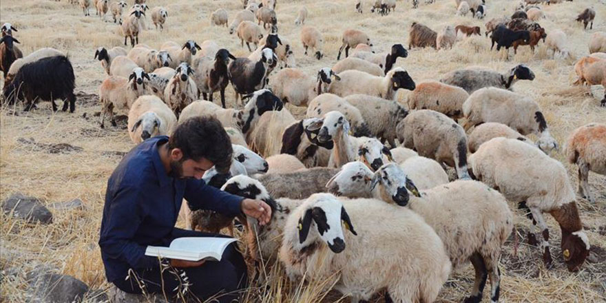 Diş hekimliği okuyan Şanlıurfalı çoban şımarık gençlere ders verdi