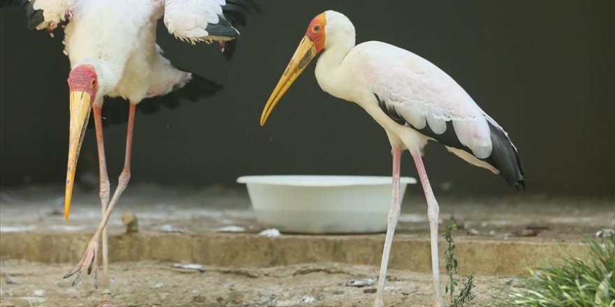 Kocaeli'deki hayvanat bahçesi 800 kuşu bünyesinde barındırıyor