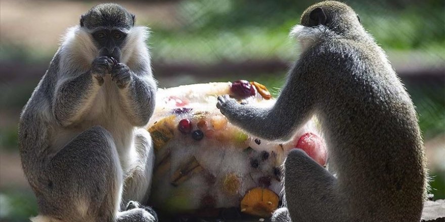 Sıcaktan bunalan hayvanlar buzlu meyve kokteyli ve suyla serinletiliyor