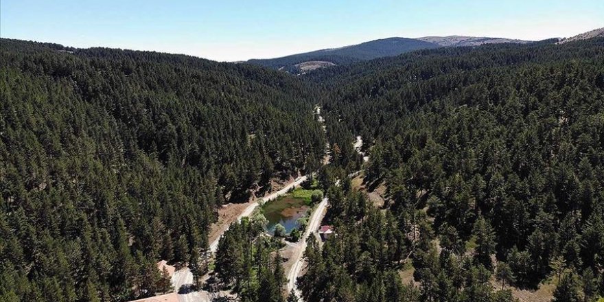 Dumanlı Yaylası doğal güzelliğiyle dikkat çekiyor