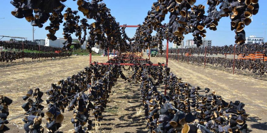 Gaziantep'te "kurutmalık sebze" sezonu devam ediyor