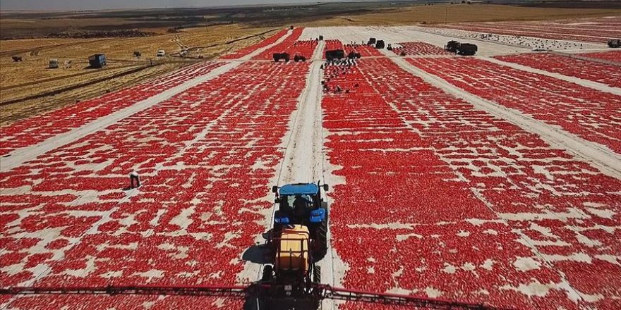 Kurutulan domatesler ekonomiye kazandırılıyor