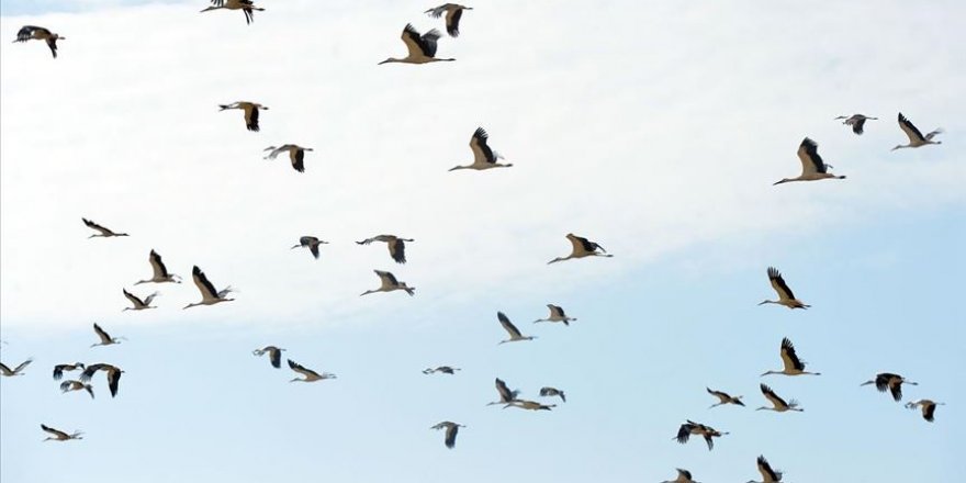 Uşak'ta erken göçe başlayan binlerce leyleğin mola verdiği görüntülendi