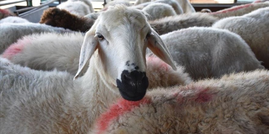 Öğrenciler, üniversitenin koyunculuk ünitesinde çalışıyor