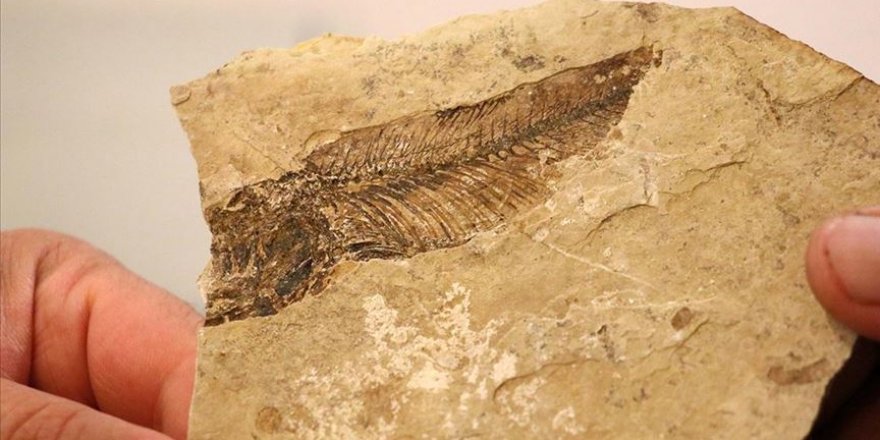 Bolu'da 19 milyon yıl öncesine götüren fosil ormanı