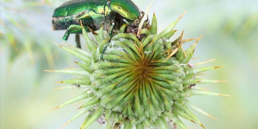 Iğdır'da altın böcekler doğada beslenirken görüntülendi