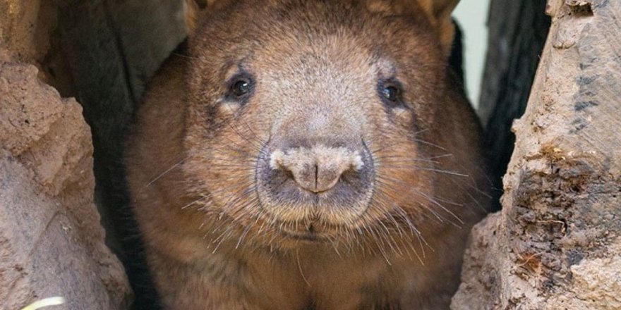Bu hayvanlar, yangında pek çok canlının kurtulmasına vesile oldu