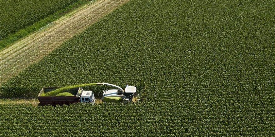 İzmir'de silajlık mısır hasadı başladı