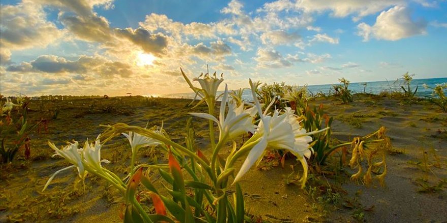 Kocaali sahilleri nesli tükenmekte olan kum zambağı ile süsleniyor