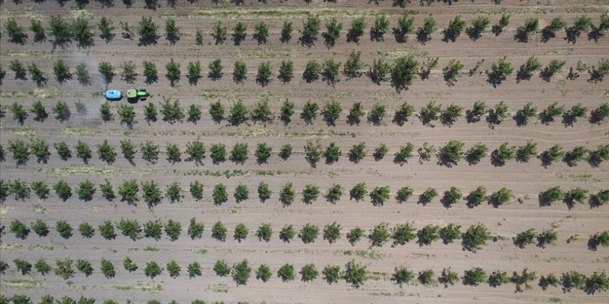 Ağaçlandırma için 11 milyon metrekare hazine arazisi kiralandı