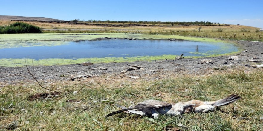 Van'da ölen martılar vatandaşları tedirgin ediyor