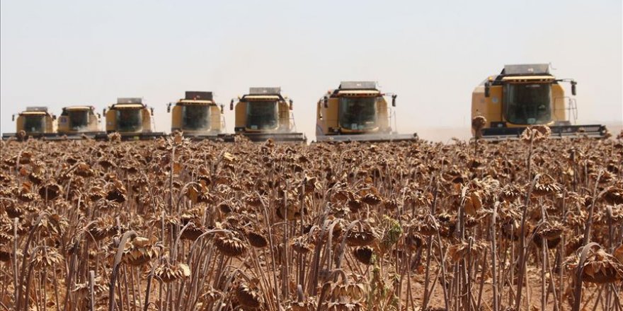 Ceylanpınar Tarım İşletmesinde 25 biçerdöverle ayçiçeği hasadı başladı