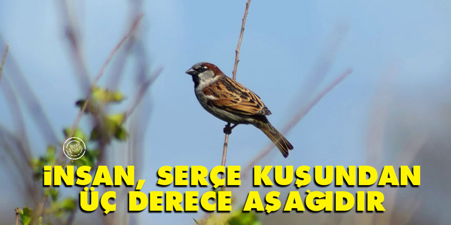 Bediüzzaman: İnsan, serçe kuşundan üç derece aşağıdır