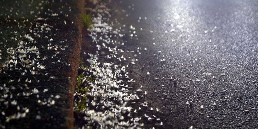 Ardahan'da kelebeklerin son uçuşları