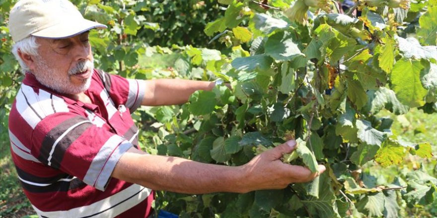 "Örnek Fındık Bahçeleri Projesi" verim ve kalite açısından üreticilerin yüzünü güldürüyor