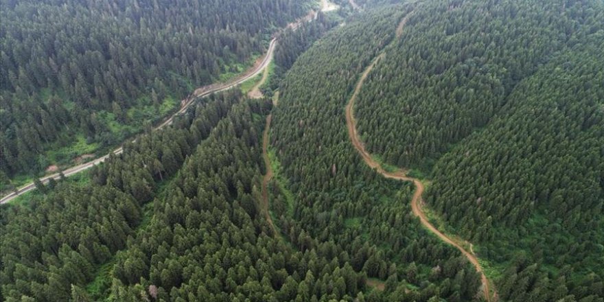 Bingöl'de ormanlık alanlara giriş yasağı uzatıldı