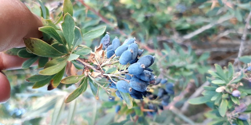 Karamuk bitkisi, lösemi başta olmak üzere bir çok hastalığa şifa oluyor