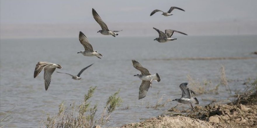 Reyhanlı Barajı'nda kuş çeşidi sayısı 99'a çıktı