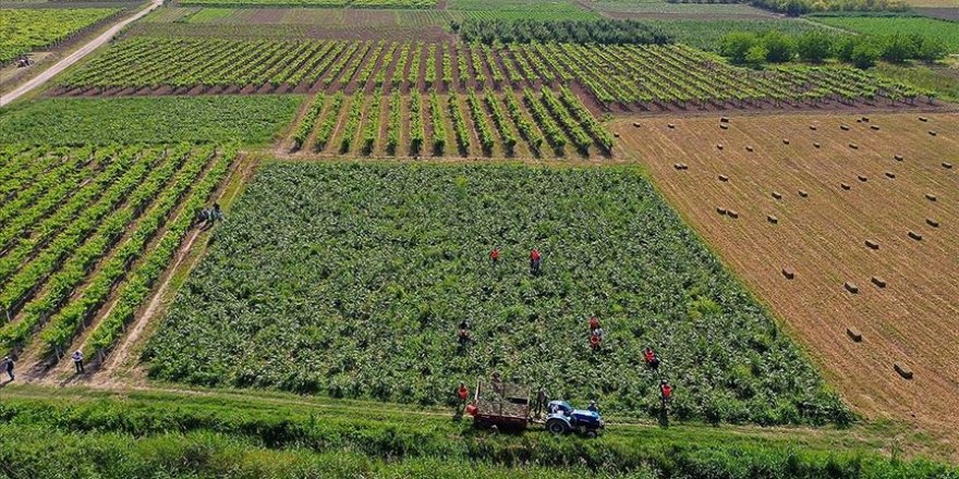 Çiftçi Kayıt Sistemi'ne başvurular 1 Eylül'e kadar uzadı