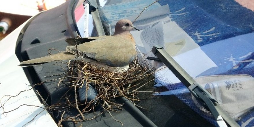 Kumruların yuvası bozulmasın diye kamyonetini çalıştırmıyor