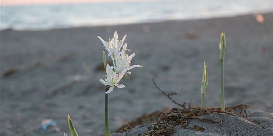 Zambaklar güzel görüntüsü ve kokusuyla sahillere renk katıyor