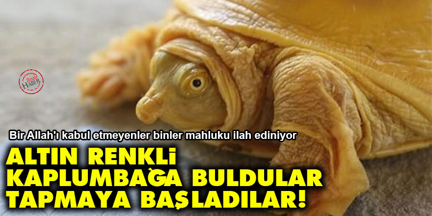 Altın renkli kaplumbağa buldular tapmaya başladılar!