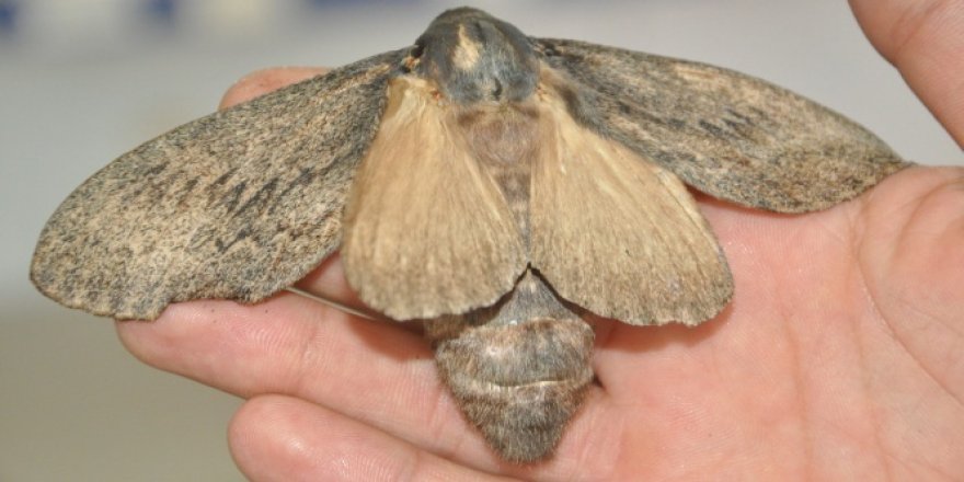 Subhanallah: Kuş büyüklüğünde kelebek bulundu