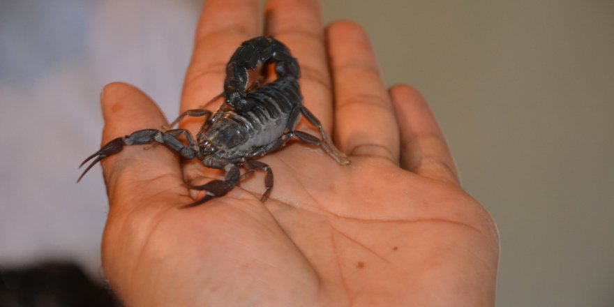 Kainat eczanesinden akrep zehri, ilaç sanayisinin ham maddesi