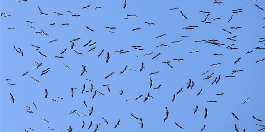 Göç yolculuğuna çıkan binlerce leylek İstanbul semalarında