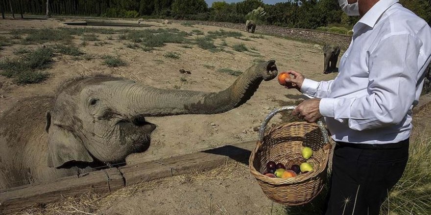 Türkiye'de doğan ilk fil 3 ton ağırlığa ulaştı