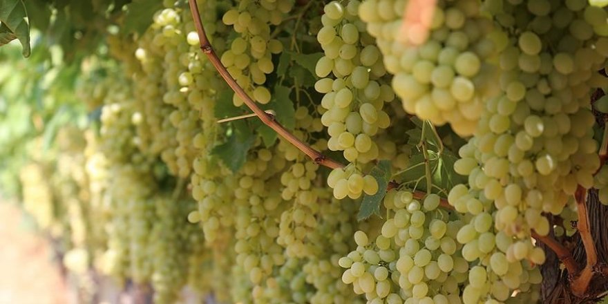 180 milyon dolarlık sofralık üzüm ihracatı yapıldı