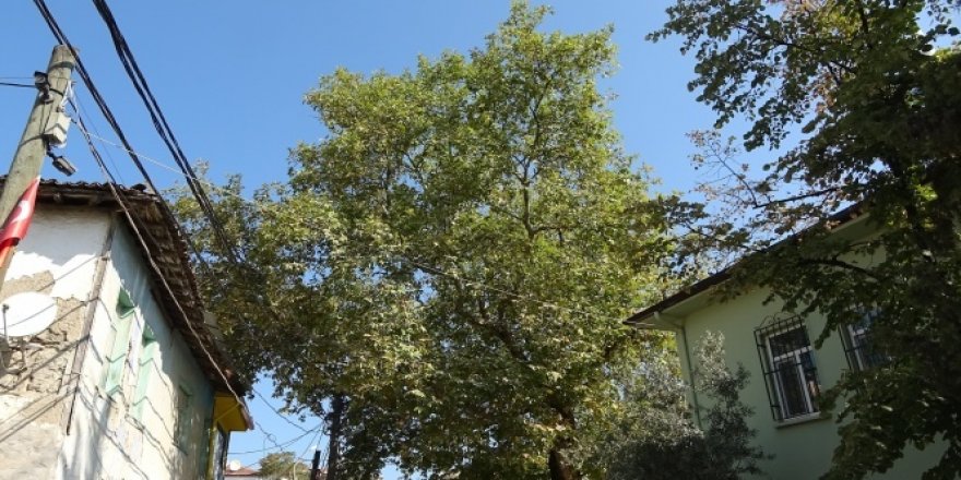 Bursa'da 600 yıllık çınar kurumaya devam ediyor