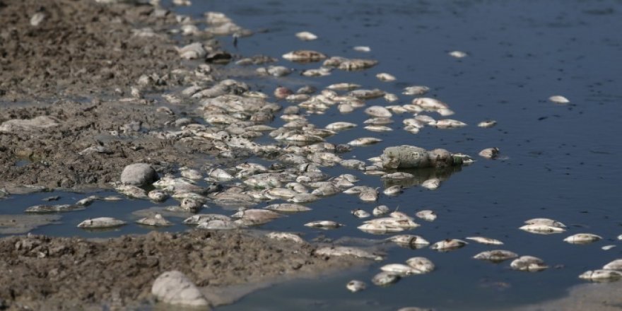 Bursa'da binlerce balık telef oldu