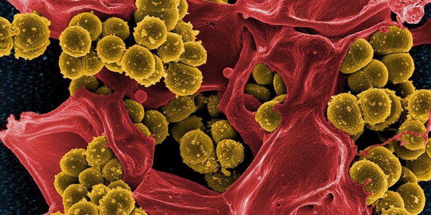 Yeni antibiyotikler için umut olan yeni bir toprak bakterisi hormonu keşfedildi