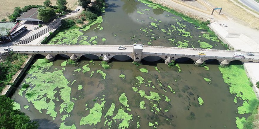 Su seviyesinin düşük olan Tunca Nehri’nde 'yosun adacıkları' oluştu