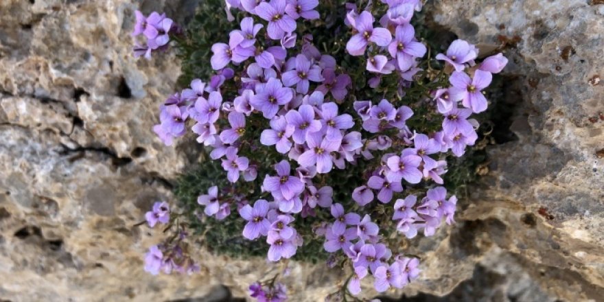 Nesli tükendiği sanılan Bakır Kazteresi tekrardan bulundu